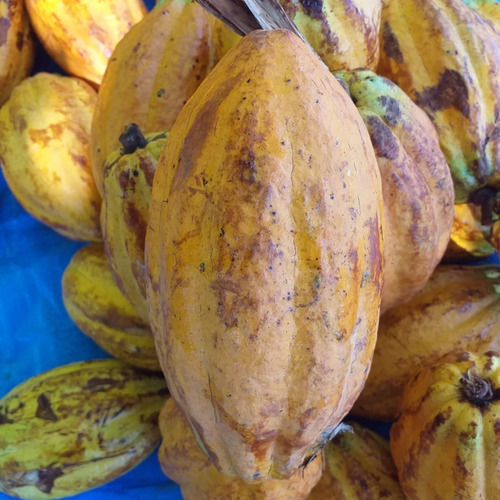 Cacao Orgánico Tostado En Horno De Leña Y Triturado 150g X 4