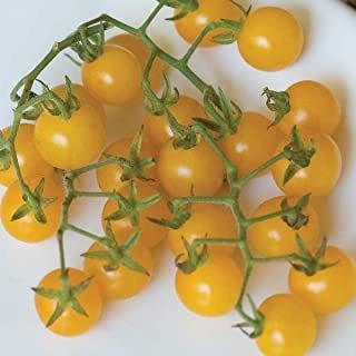 Burpee 'yellow Grosell' | Amarillo Dulce Cherry Tomate | 30 