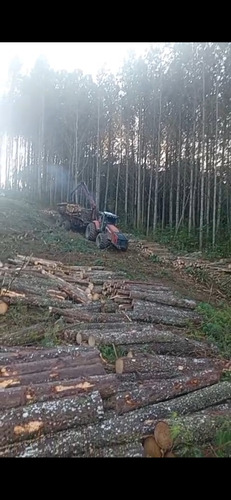 Compro Pinus Eucalipto