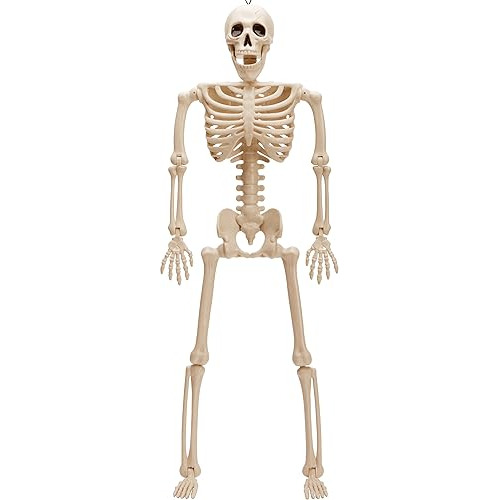 Esqueleto De Halloween De 24  Posición De Estancia Art...