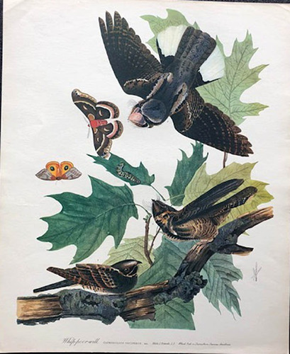 Antigua Lamina The Audubon Folio - Whippoor Will -