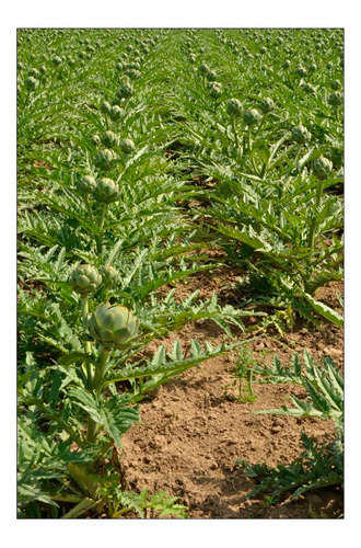 Vinilo Decorativo 50x75cm Agricola Campo Cultivo Granja M2