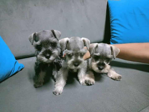 Cachorros Schnauzer