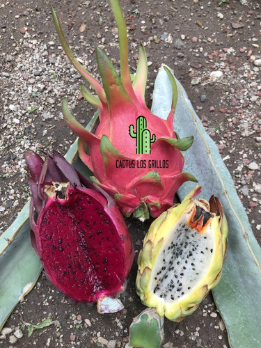 13 Esquejes De Pitahaya, Diferentes Variedades De Coleccion!