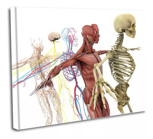 Cuadro Lienzo Canvas 45x60cm Anatomia Humana Partes Cuerpo Meses Sin