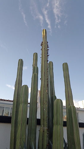 Pachycereus Marginatus Un Esqueje 20 A 30 Cms Nv