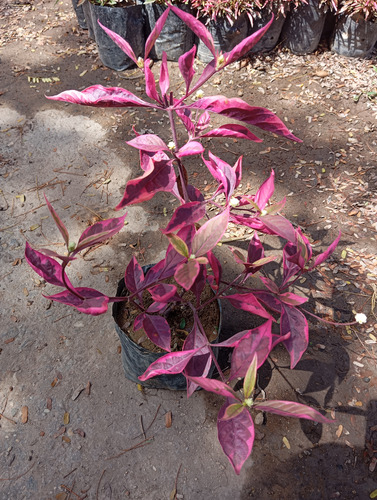 Plantas Teresita