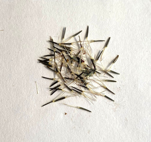 Stevia Pilosa - Semillas