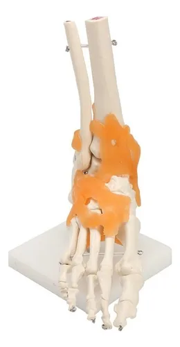 1:1 Lifesize Skeleton Model Pie Tobillo Hueso De Humano