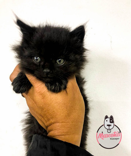 Imagen 3 de 5 de Espectaculares Gatos Persa Disponibles Mascotas Rionegro