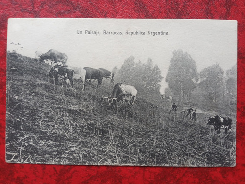 Ganaderia Un Paisaje Barracas Antigua Postal Vacas