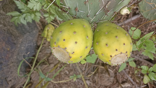 30 Semillas Nopal Tuna Blanca, 3 Variedades (10 C/u), Nv