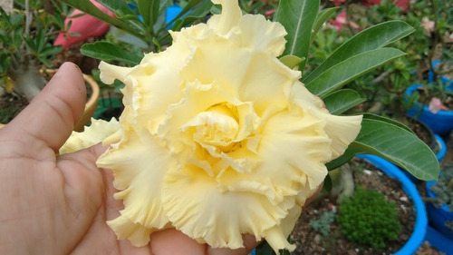 Imagem 5 de 10 de Mix De Rosas Do Deserto Enxertadas - 5 Unidades