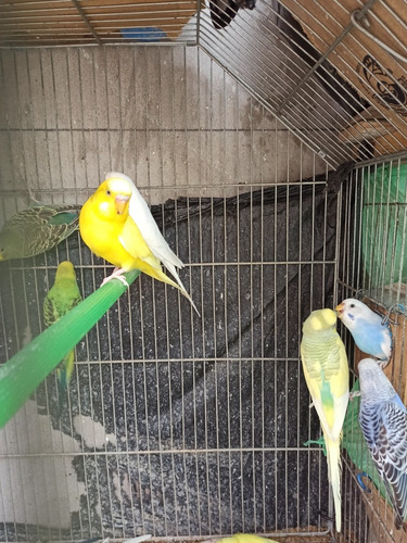 Pericos Australianos Multicolores