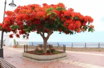 Comprar 40 Semillas De Framboyan, Tabachin, Árbol De Fuego.