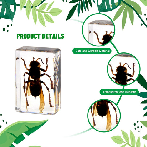 Espécimen De Insectos En Resina, Pisapapeles For Recoger In