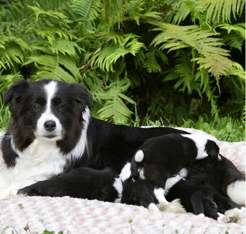 Hermosos Cachorros Border Collie Hembra Disponibles