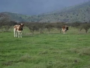 Agrícola En Venta En Los Vilos