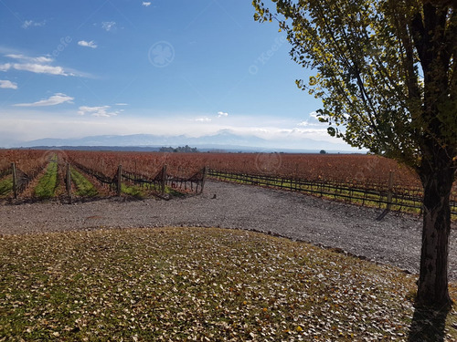 Finca De 23 Has En Venta En Mendoza - Viñedo Premium De Altura