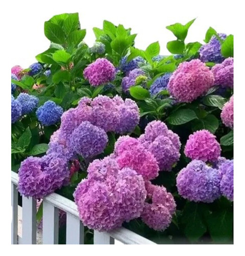 Planta Planta Hortensia Mitos
