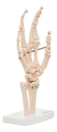 Modelo Anatomico Articulacion De Mano - Anatomik