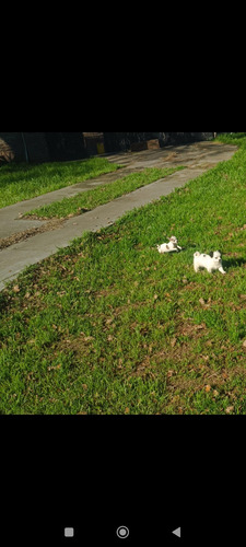 Chihuahuas Puros. Minis Blanco