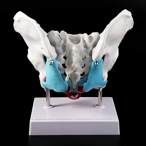 Modelo De Músculo Pélvico De La Pelvis Femenina, Útero, Ovar