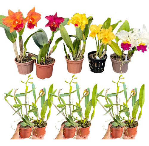 Orquídea Cattleya Com Flor No Vaso Botões Sortidas