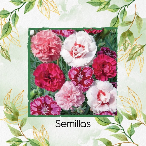 40 Semillas Clavel Granadina-grenadin +obsequio Germinación