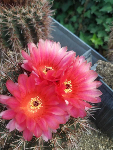 Parodia Mammulosa Roja. Cactus De Colección.  Novedad