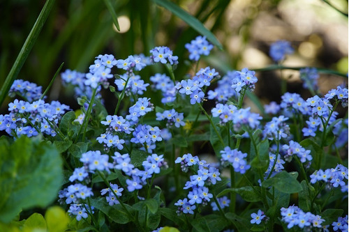 5 paquetes de semillas de flores-No me olvides semillas-Myosotis-comprar a  granel Compras satisfechas Compre en línea ahora Nuevos estilos cada semana