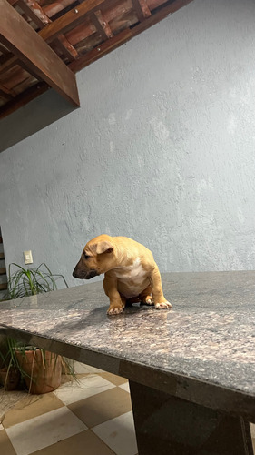 Filhotes De Bull Terrier Miniatura