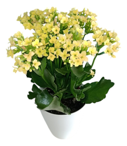 Suculenta Kalanchoe Flor Da Fortuna Amarela No Vaso Branco