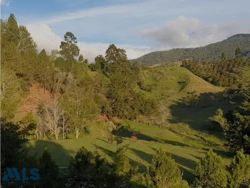Grandiosa Finca Con Cultivos De Aguacate Hass(mls#247937)
