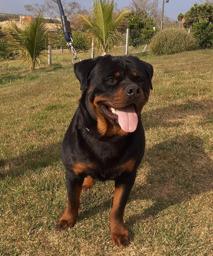 Filhote De Rottweiler De Alto Padrão Com Pedigree Cbkc