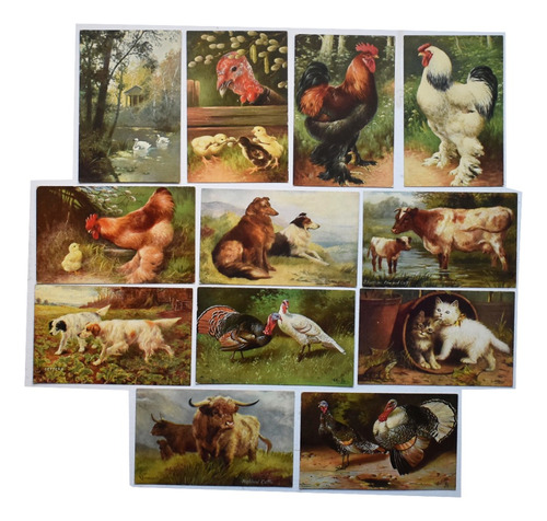 12 Tarjetas Postales Animales Tuck's Post Card