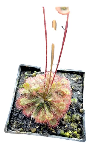 Drosera Spatulata Carnivora Semillas