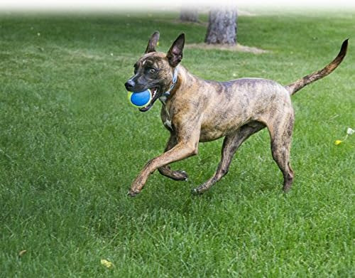 Kong, Squeakair Ultra Balls, Dog Toy Premium Squeak Tennis B
