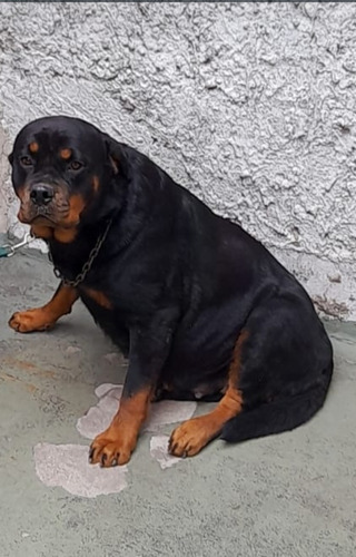 Cachorros Rottweiler 