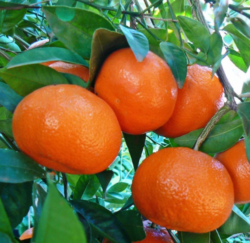 Mandarina Clementina Rapido Crecimiento + Abono 