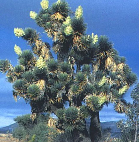 Yucca Decipiens, Palma Negra O China, 10 Semillas, Mp