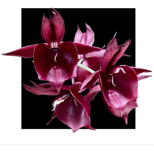 Ctsm Pileatum Imperiales X (( Stephen Moffitt ) X ( Orchidgl