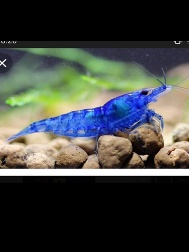 Camarones Gambas Azules 10x1600