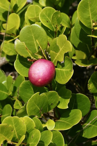 1 Arbolito De Icaco Fruto Playero Tropicai - Exotico Fruta 