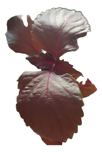 Shiso - Perilla Frutescens-albahaca China O Menta Purpura
