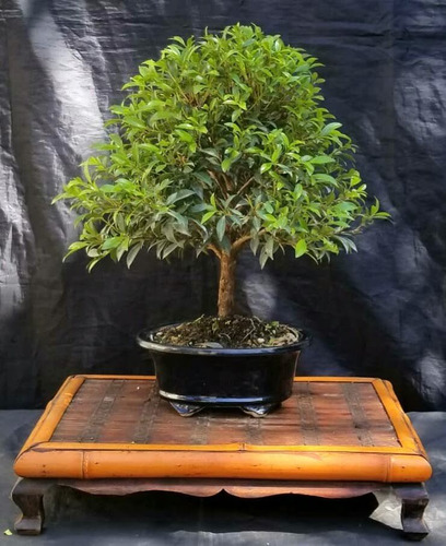 Bonsai