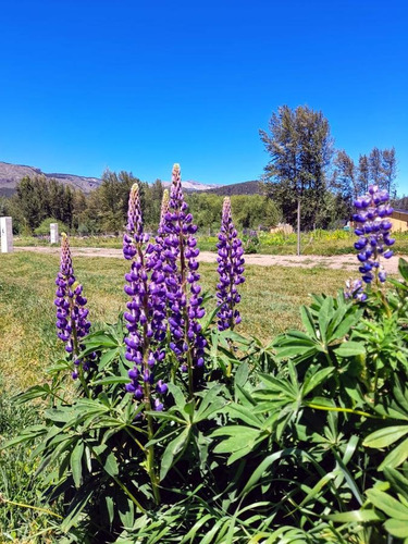 Imagen 8 de 17 de Venta Lote 850 M2 En Callejón De Gins Gins - San Martin De Los Andes
