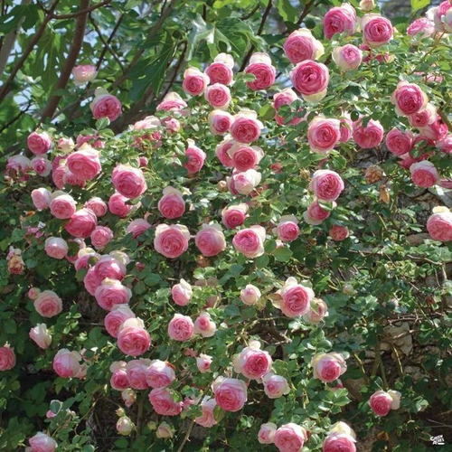100 Sementes Flor Rosa Trepadeira Pink Importadas 