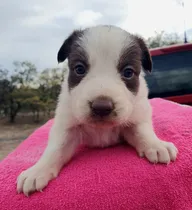 Comprar Hembra Border Collie Hígado Y Blanco Pedigree Internacional