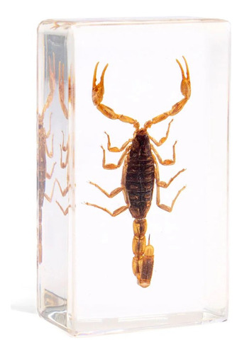 Revista Bichos # 1 Escorpion Dorado - China Y Fascículo (Usado)